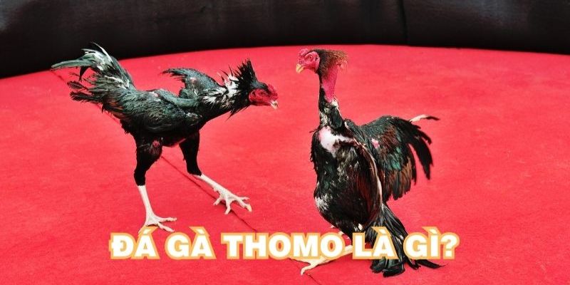 Giới thiệu đá gà thomo